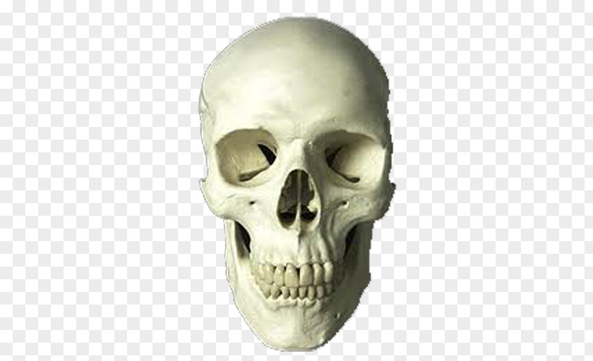 Skull Supraorbital Foramen Infraorbital Nerve Ridge Mental PNG