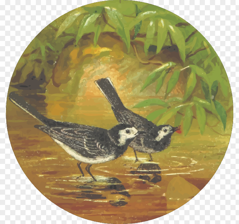 Water Bird Feathered Favourites: British Birds T-shirt Drawing Clip Art PNG