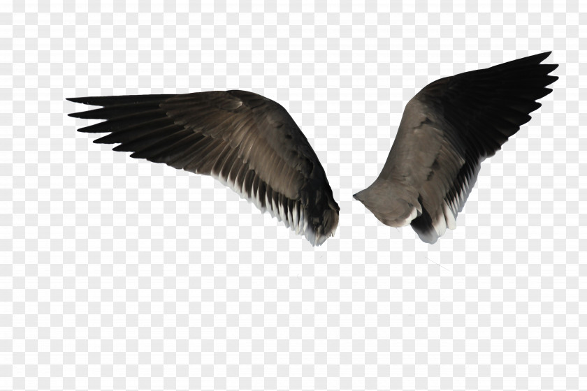 Wings Bird Angel Wing PNG