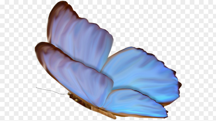 Blue Butterfly tree M. Purple PNG