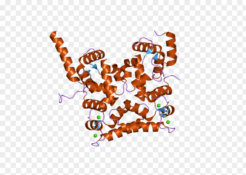 Calcineurin B Homologous Protein 1 Gene Calcium PNG