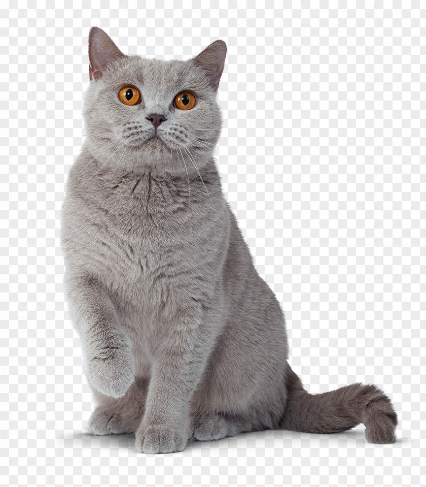 Dog British Shorthair Persian Cat Norwegian Forest Breed PNG