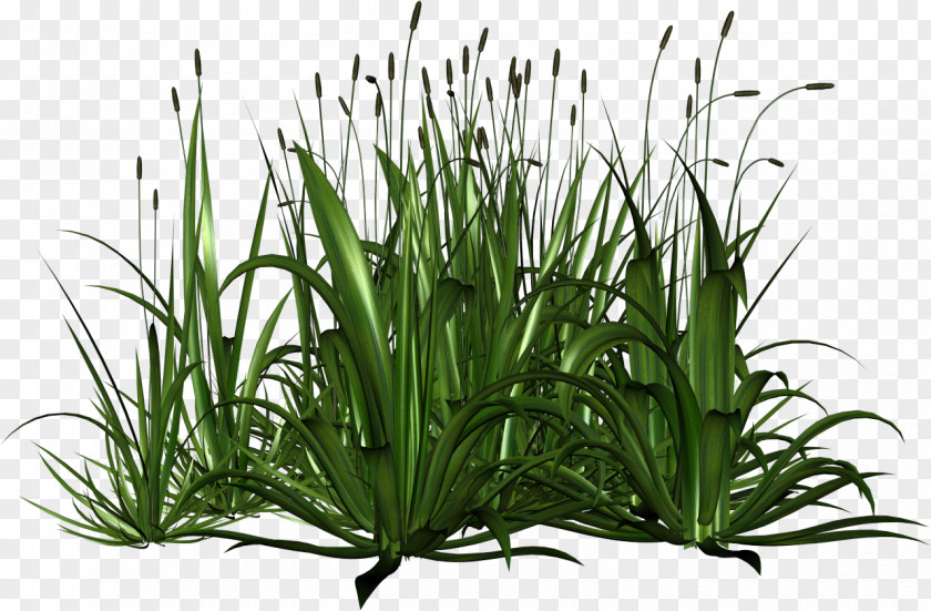 Gazania Grass Herbaceous Plant Swamp PNG