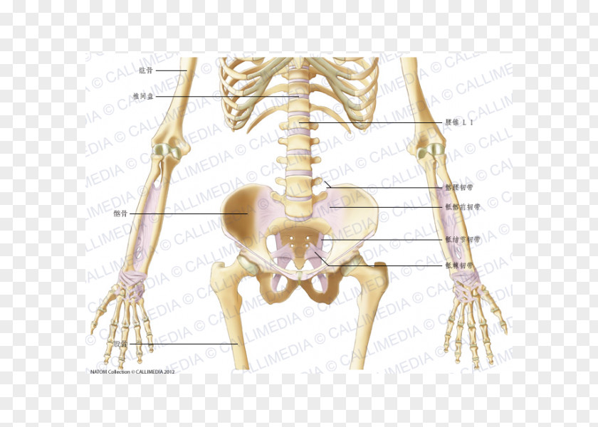 Hand Bone Forearm Ligament Elbow PNG