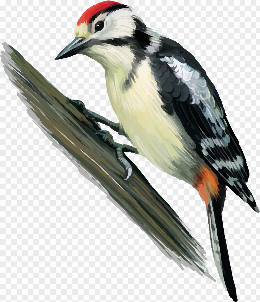 Stork Great Spotted Woodpecker Bird Finch Middle PNG