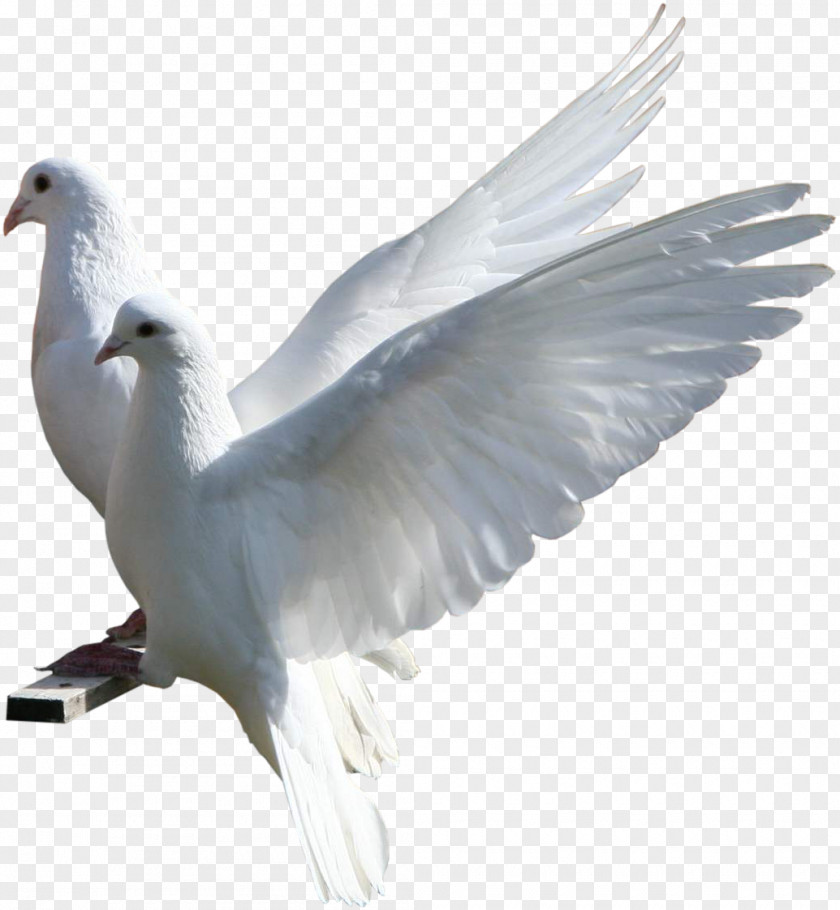 Bird Image European Herring Gull Blog Hosting Company Dewy Host PNG