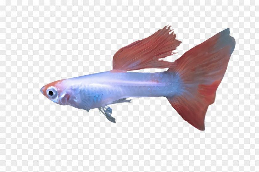 Bonyfish Goldfish Fish Fin Feeder Tail PNG