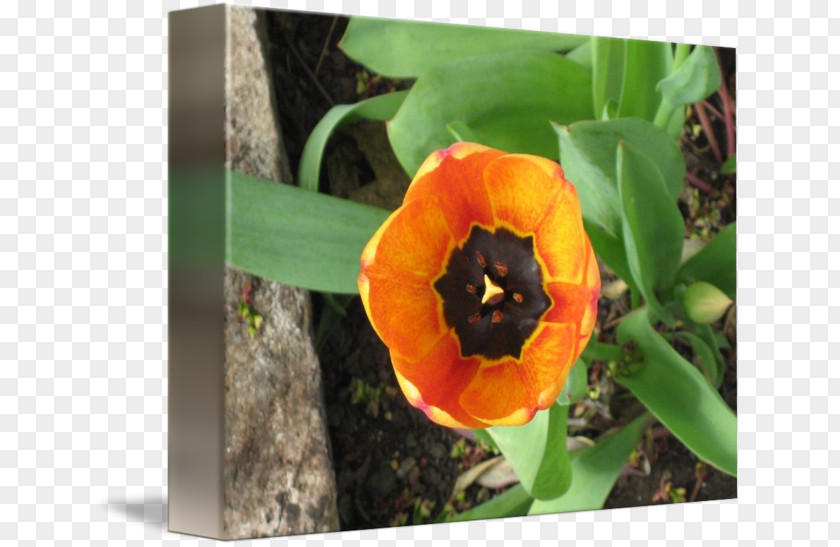 Orange Tulip Wildflower PNG