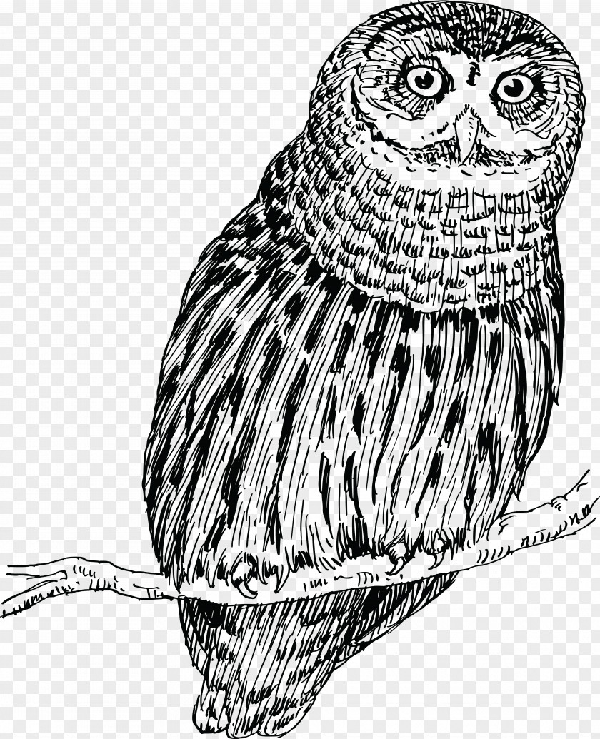 Owls Little Owl Drawing PNG