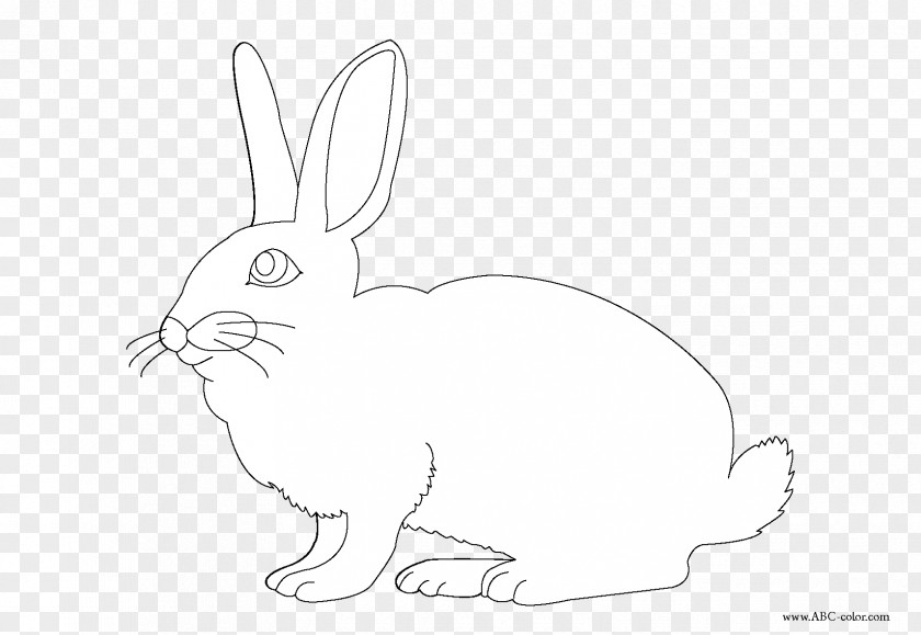 Peter Rabbit Domestic Hare Easter Bunny Coloring Book PNG