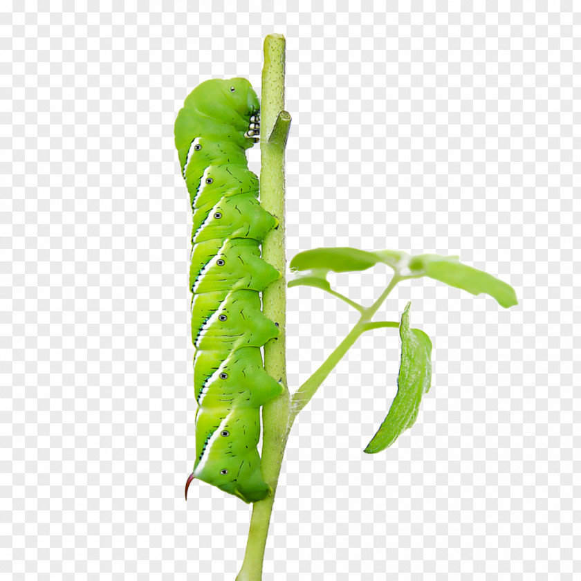 Tomato Worm Butterfly Insect Caterpillar Five-spotted Hawk Moth Pest PNG