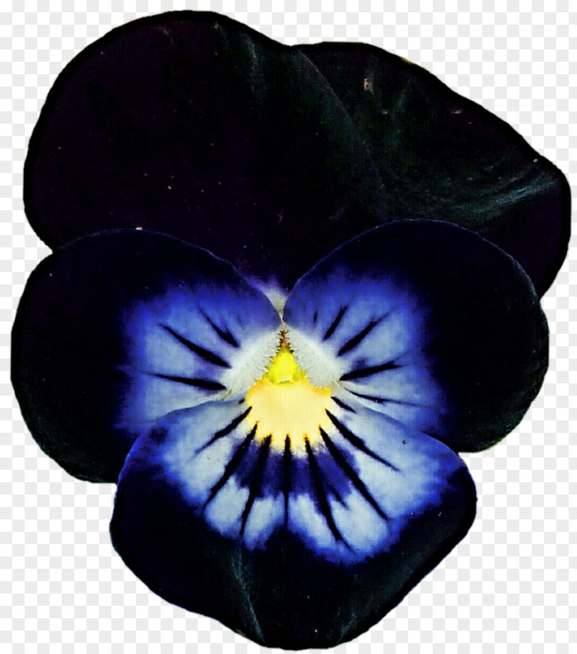 Blue Flower Violet Pansy Flowering Plant Cobalt Purple PNG