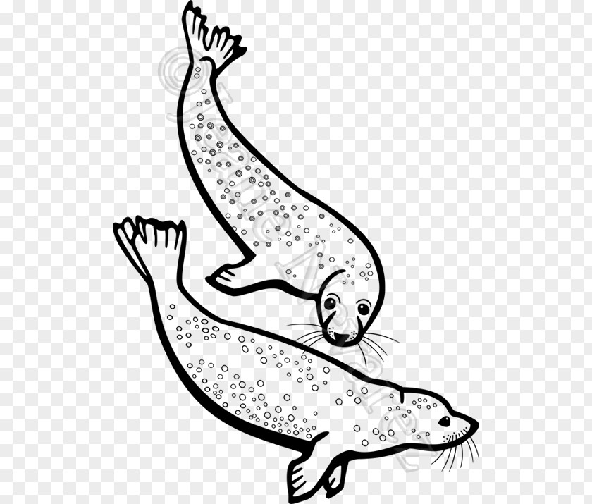 Grays Harbor College Pinniped Drawing Clip Art PNG