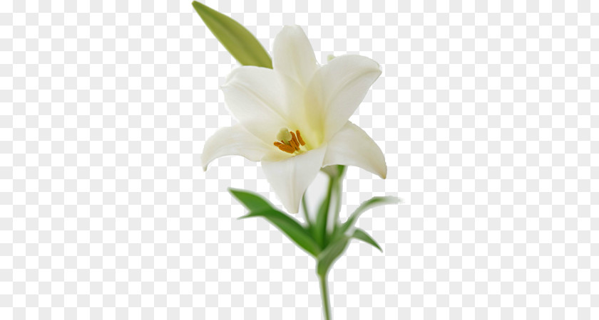 Flower Easter Lily Bouquet Lilium Brownii Lilies PNG