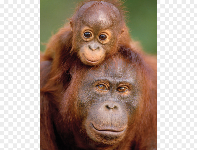 Monkey Ape Primate Orangutan Baby Tanjung Puting Anteater PNG