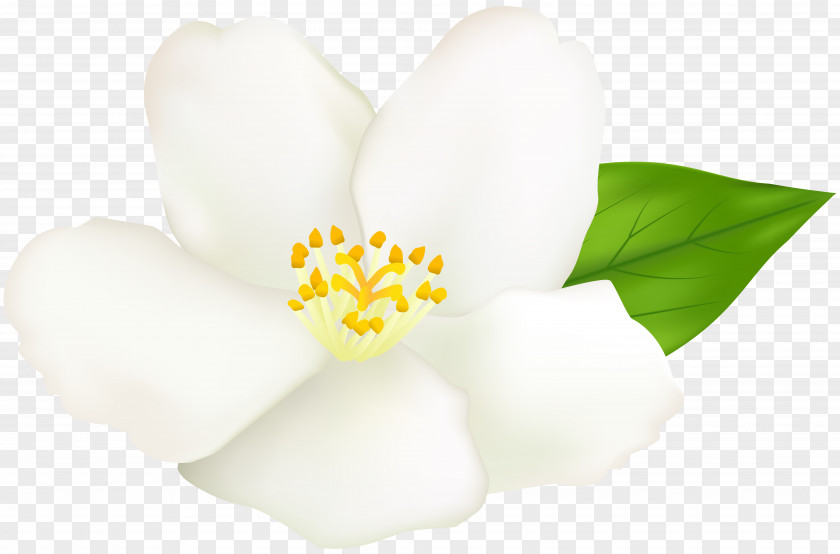 White Flower Clipart Clip Art Image Illustration Transparency PNG