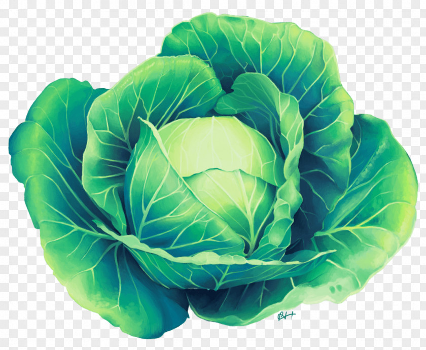 Cabbage Savoy Leaf Vegetable PNG