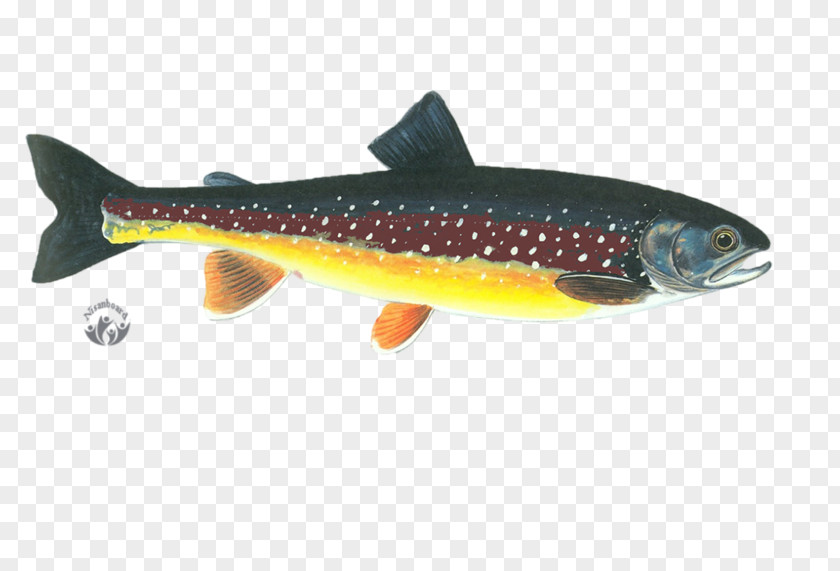 Fish Sardine Cutthroat Trout Salmon Milkfish PNG