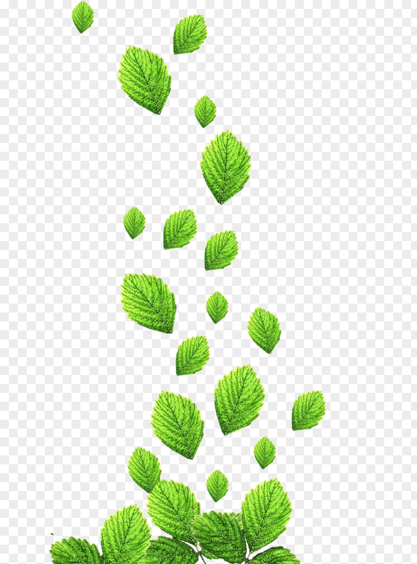 Mint Leaf Design Image Adobe Photoshop PNG