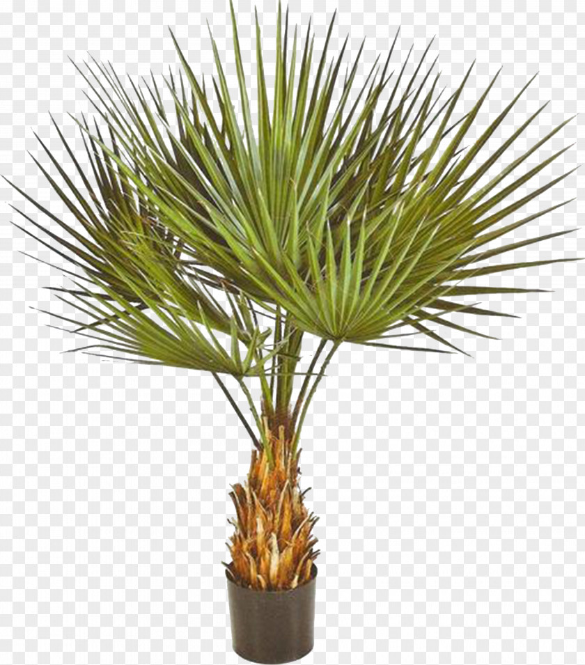 Palm Washingtonia Robusta Filifera Yucca Rostrata Arecaceae Plant PNG