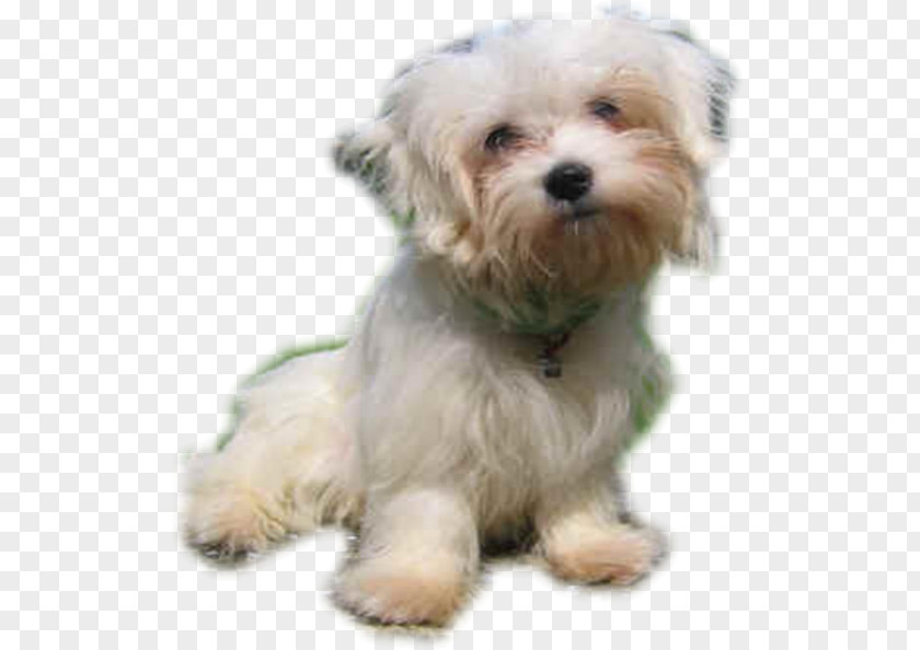 Puppy Maltese Dog Havanese Little Lion Bolonka Morkie PNG