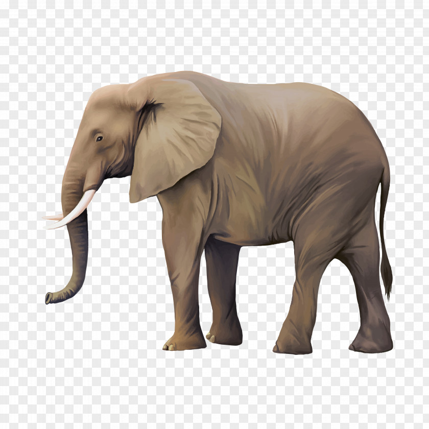 Real Elephant Animal Illustrator Illustration PNG