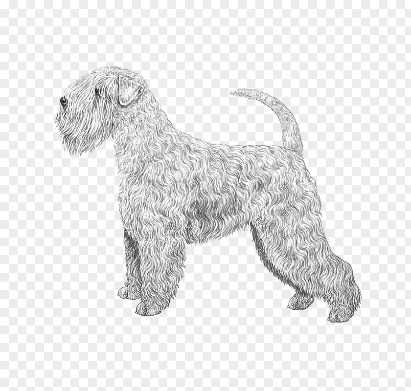 Soft Lines Soft-coated Wheaten Terrier Irish Glen Of Imaal Wire Hair Fox Lakeland PNG