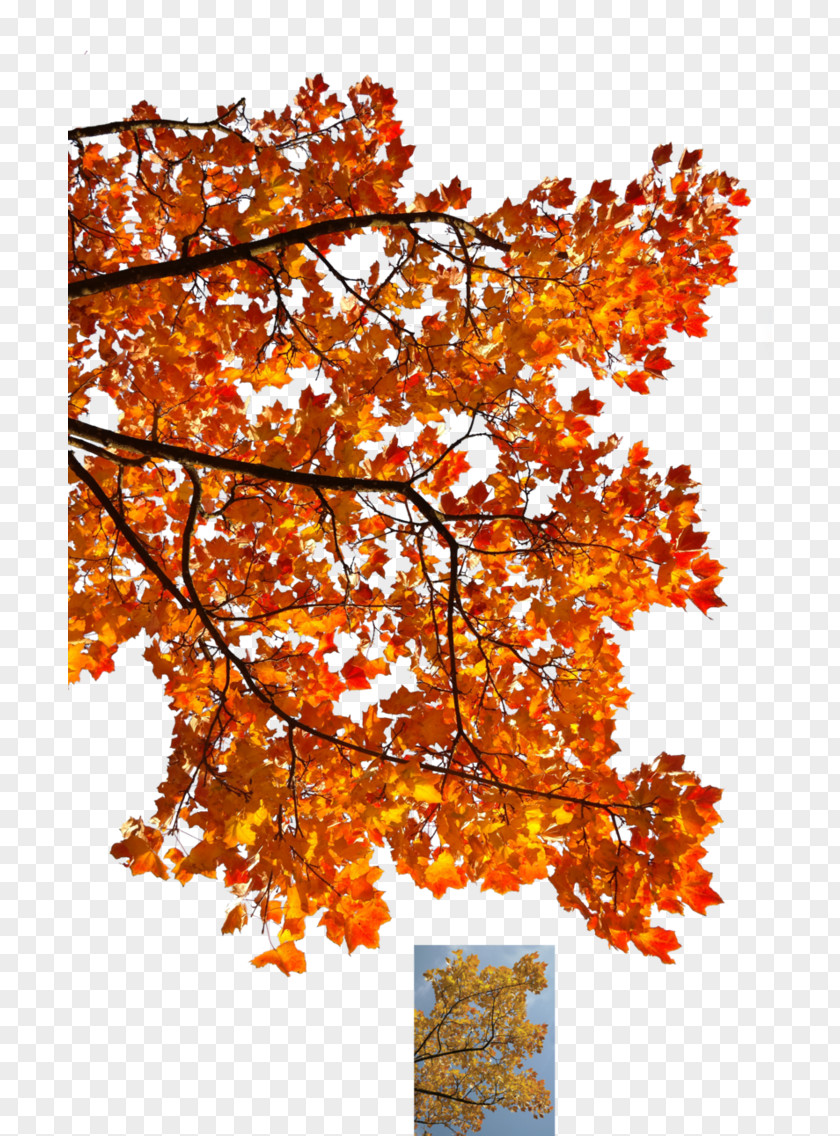 Autumn Leaf Color Tree Maple Branch PNG