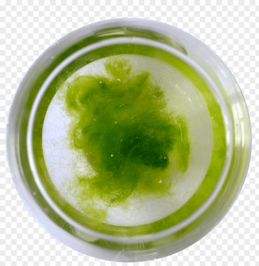 Bacteria Green Algae Keyword Tool Environment PNG