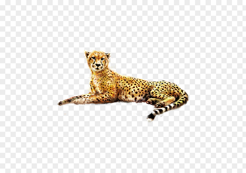 Cheetah Painted Jaguar Felinae PNG