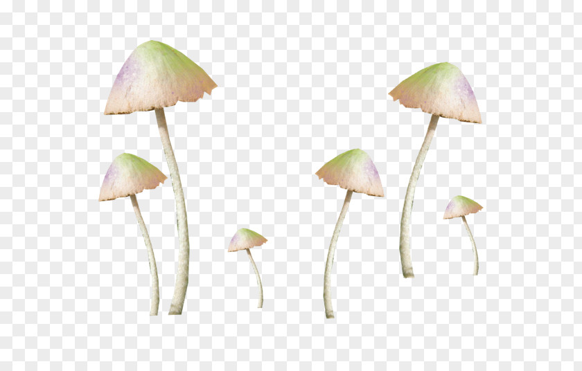 Decorative Antique Vector Image Amanita Muscaria Common Mushroom Fungus PNG