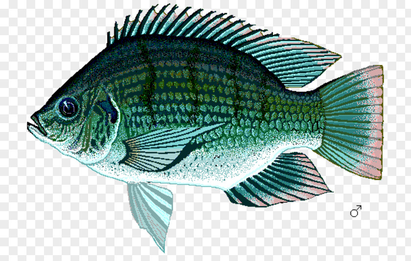 Fish Nile Tilapia Sarotherodon Mozambique Mango PNG