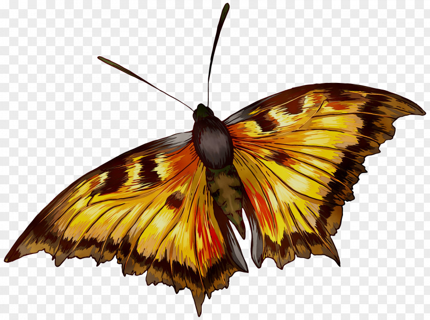Monarch Butterfly Silkworm Brush-footed Butterflies Pieridae Insect PNG