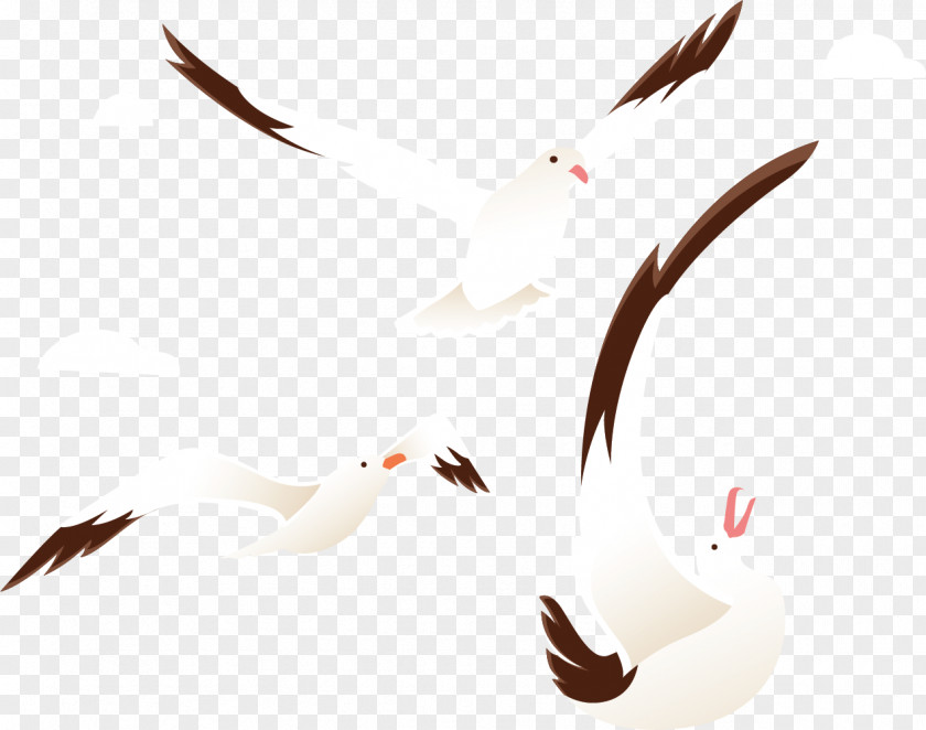 The Circling Wild Goose Beak Bird Cygnini Duck PNG