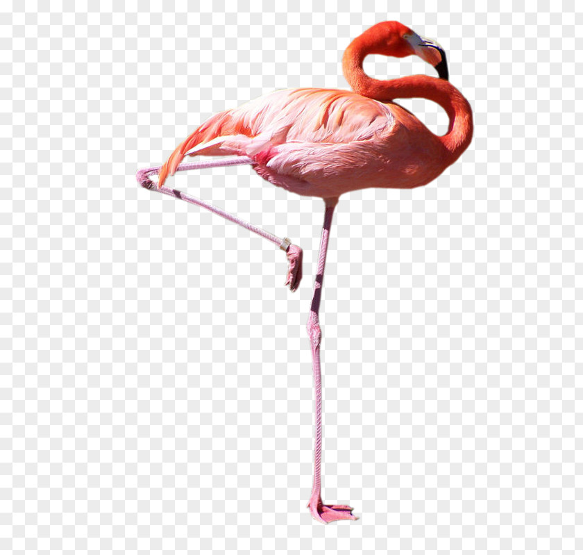 Bird Flamingos Domestic Pigeon Parrot White Stork PNG