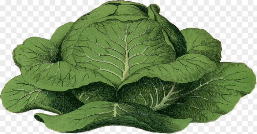 Cabbage Kohlrabi Cauliflower Broccoli Botany PNG