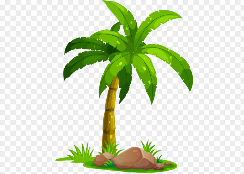 Coconut Arecaceae Tree PNG
