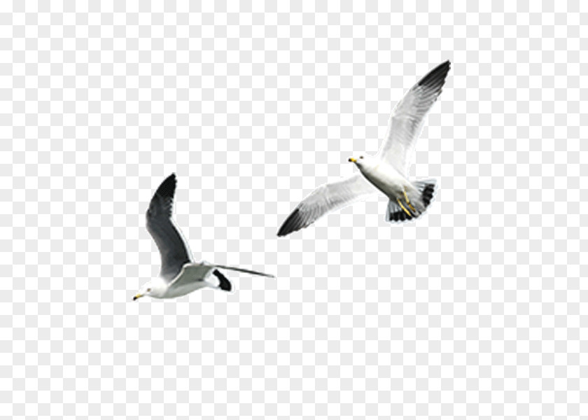 Gulls Image Clip Art Download PNG