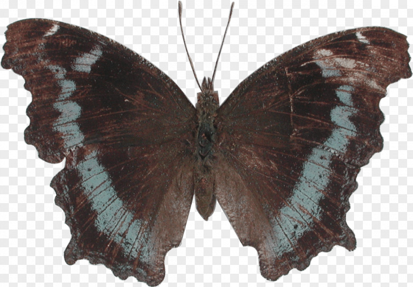 Nymphalidae Gossamer-winged Butterflies Moth Kaniska Canace Orange Oakleaf Borboleta PNG
