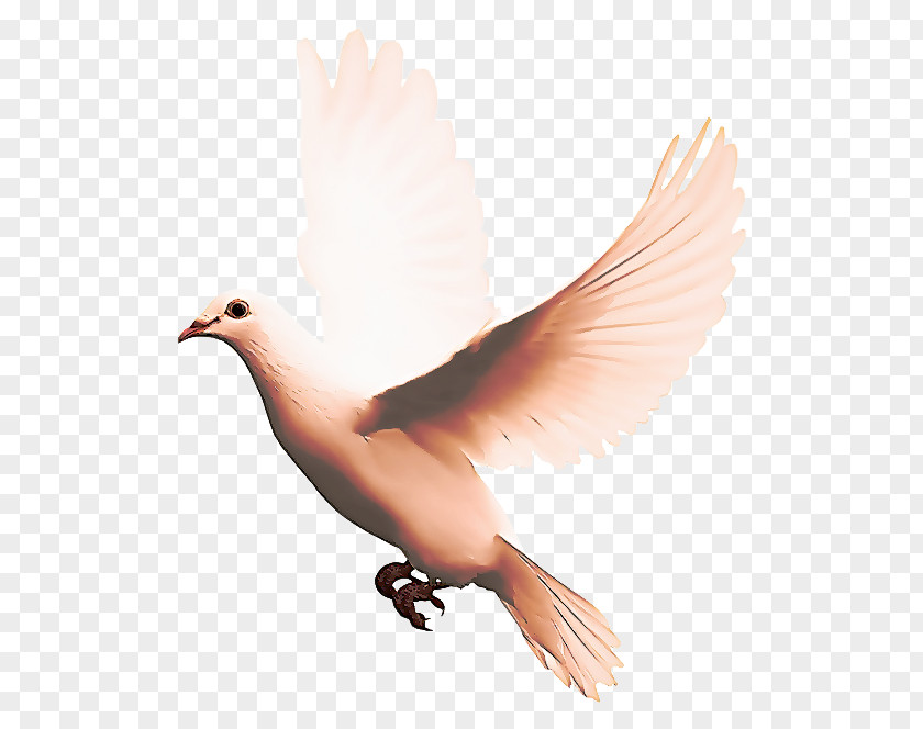 Perching Bird Peace Dove PNG