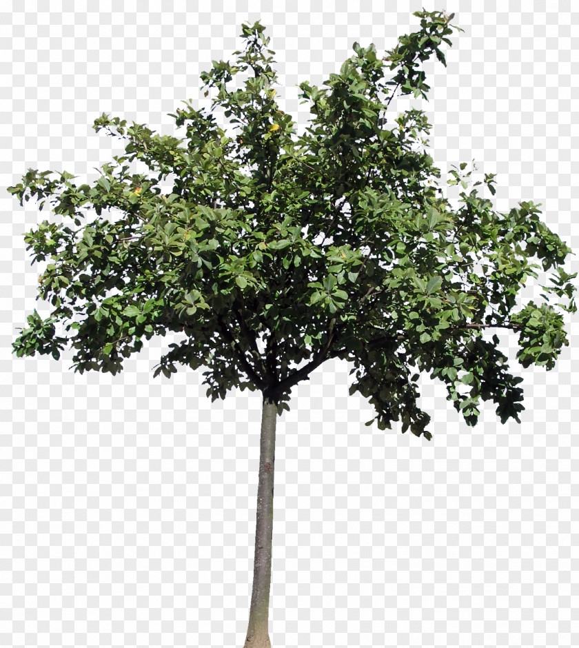 Plant Stem Plane Oak Tree PNG