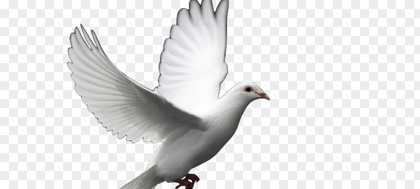 Santo Columbidae Doves As Symbols Bird Release Dove Clip Art PNG