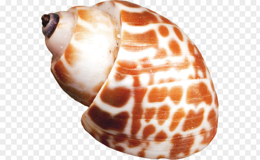 Yellow Spiral Conch Seashell Sea Snail Orange Helix PNG