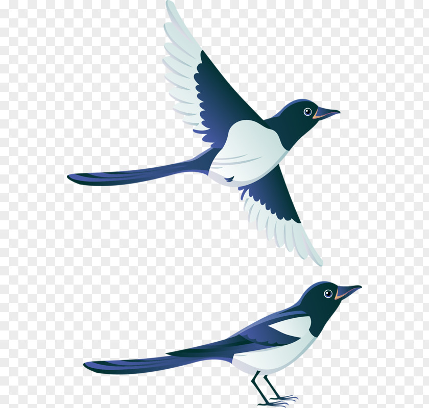 Bird Eurasian Magpie Swallow House Sparrow Clip Art PNG