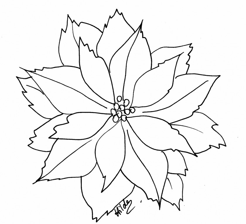 Poinsettia Cliparts Free Coloring Book Flower Christmas Clip Art PNG
