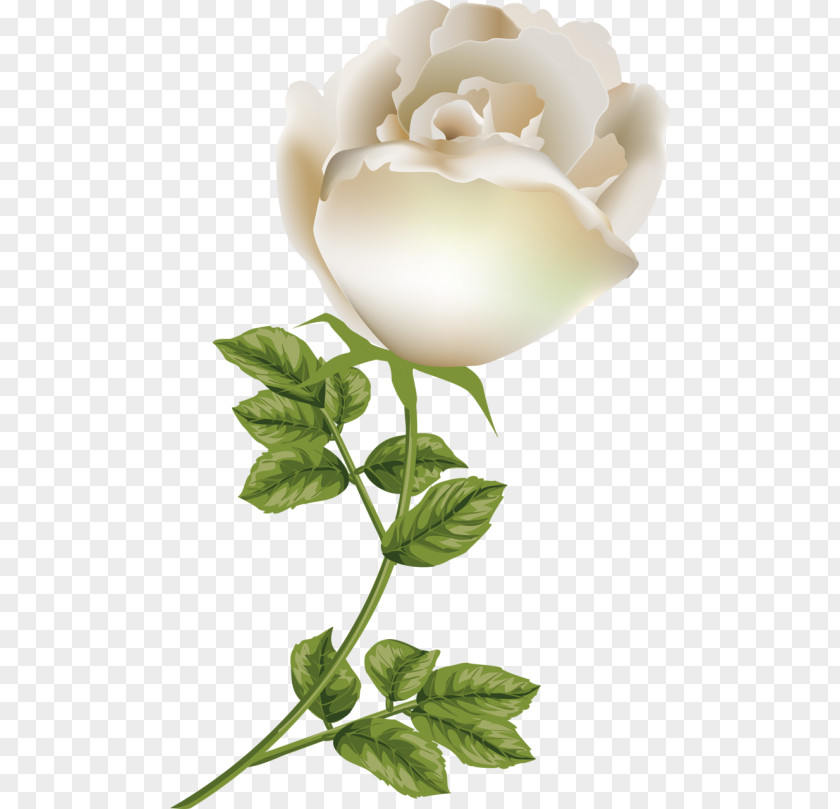 Rose Garden Roses Floral Design Cut Flowers Petal PNG
