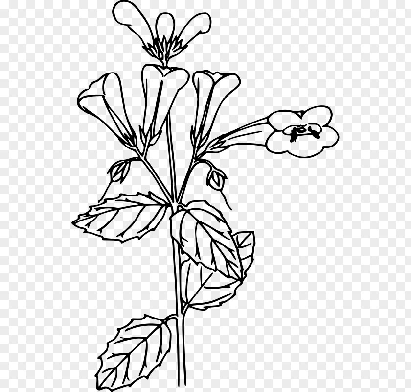 Woodland Flower Line Art Coloring Book Clip PNG