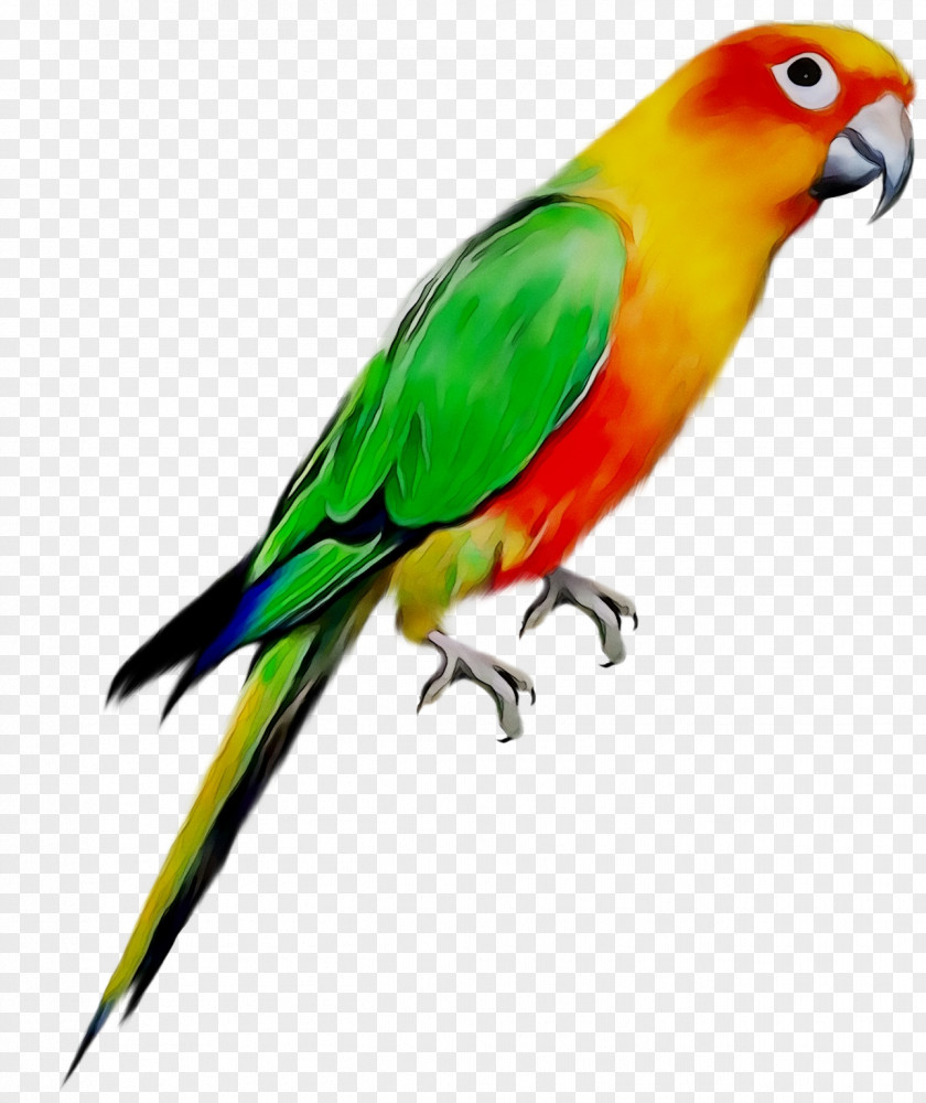Budgerigar Bird Cockatiel Parakeet Pet PNG