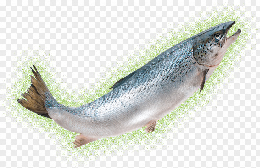Fish AquAdvantage Salmon Chum Coho Seafood PNG