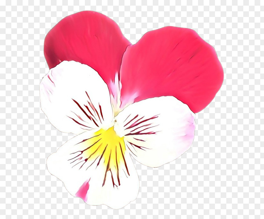Petal Flower Plant Wild Pansy Violet Family PNG